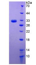 Figure 3. SDS-PAGE