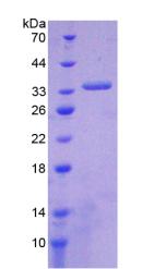 Figure 2. SDS-PAGE