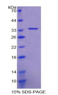 Figure 1. SDS-PAGE