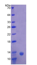 Figure 3. SDS-PAGE
