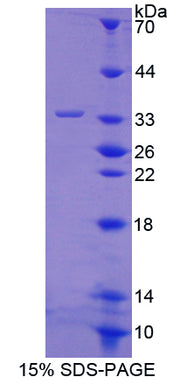 Figure 1. SDS-PAGE