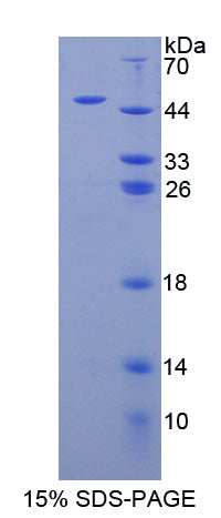 Figure 1. SDS-PAGE