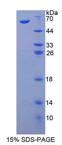 Figure 1. SDS-PAGE