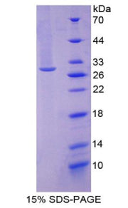 Figure 1. SDS-PAGE