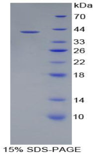 Figure 1. SDS-PAGE