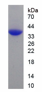 Figure 1. SDS-PAGE