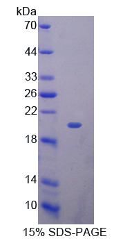 Figure 1. SDS-PAGE