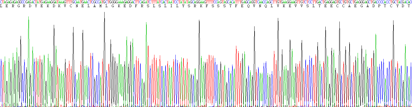 Figure. Gene Sequencing (Extract)