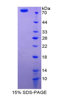 Figure 3. SDS-PAGE