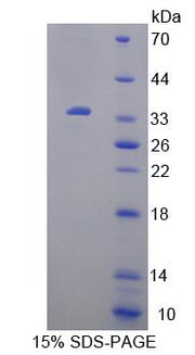 Figure 1. SDS-PAGE