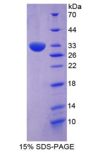 Figure 1. SDS-PAGE