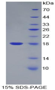 Figure 1. SDS-PAGE