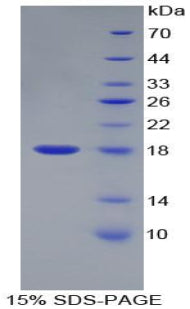 Figure 1. SDS-PAGE