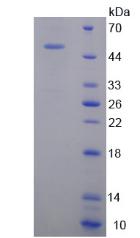 Figure 3. SDS-PAGE