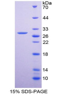 Figure 1. SDS-PAGE