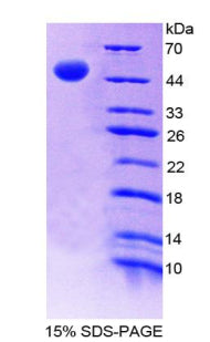 Figure 1. SDS-PAGE