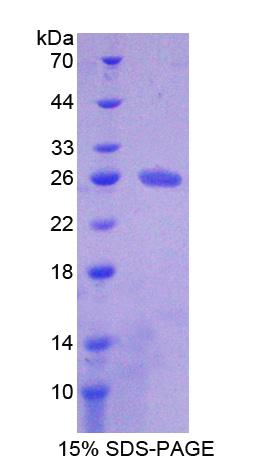 Figure 1. SDS-PAGE