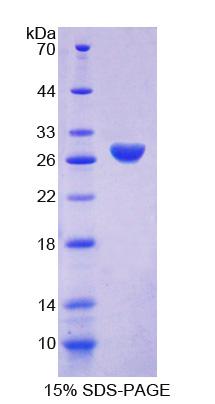 Figure 1. SDS-PAGE