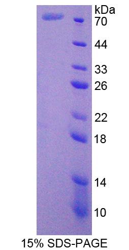 Figure 1. SDS-PAGE
