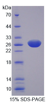 Figure 1. SDS-PAGE