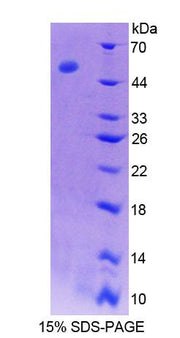 Figure 1. SDS-PAGE