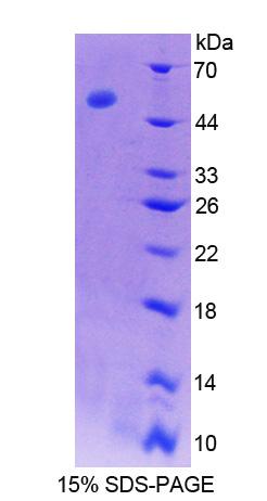 Figure 1. SDS-PAGE