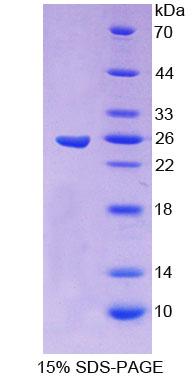 Figure 1. SDS-PAGE