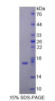 Figure 1. SDS-PAGE