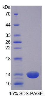Figure 1. SDS-PAGE