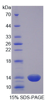 Figure 1. SDS-PAGE