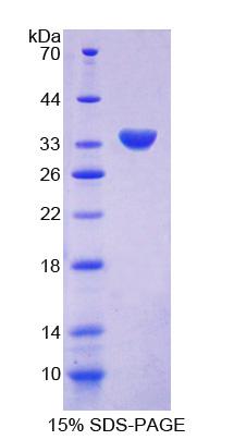 Figure 1. SDS-PAGE