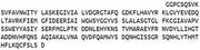 Recombinant Fibroblast Activation Protein Alpha (FAPa), RPU52624