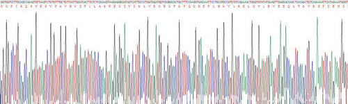 Recombinant Mouse Fibroblast Activation Protein Alpha (FAPa)