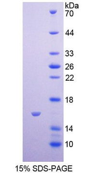 Figure 1. SDS-PAGE