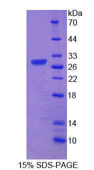 Figure 1. SDS-PAGE