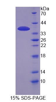Figure 1. SDS-PAGE