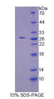 Figure 1. SDS-PAGE