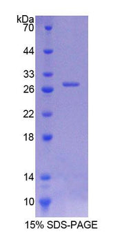 Figure 1. SDS-PAGE