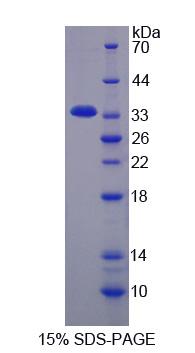 Figure 1. SDS-PAGE