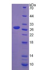 Figure 2. SDS-PAGE