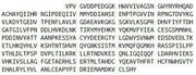 Recombinant Legumain (LGMN), RPU52634