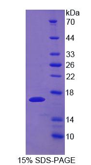 Figure 1. SDS-PAGE