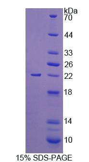 Figure 1. SDS-PAGE