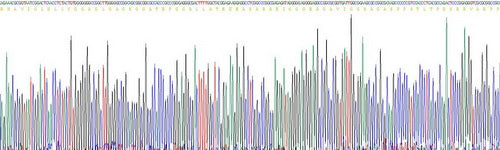 Recombinant Human Induced Myeloid Leukemia Cell Differentiation Protein Mcl-1 (MCL1)