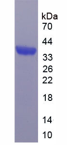 Figure 3. SDS-PAGE