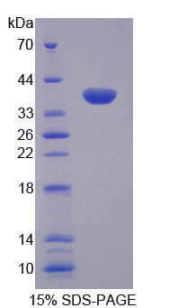 Figure 1. SDS-PAGE