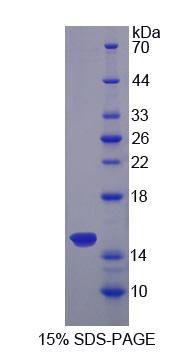Figure 1. SDS-PAGE
