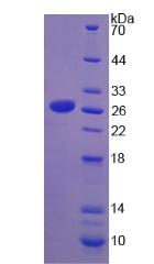 Figure 2. SDS-PAGE
