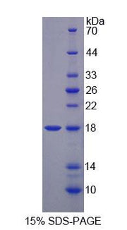Figure 1. SDS-PAGE