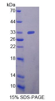 Figure 1. SDS-PAGE